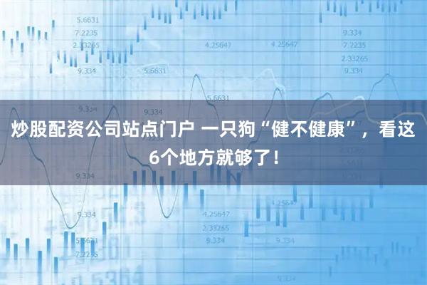 炒股配资公司站点门户 一只狗“健不健康”，看这6个地方就够了！